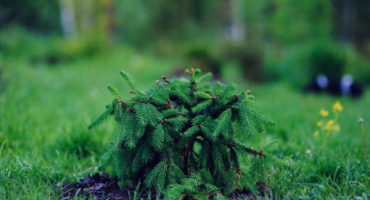 Akrona smrku ztepilého